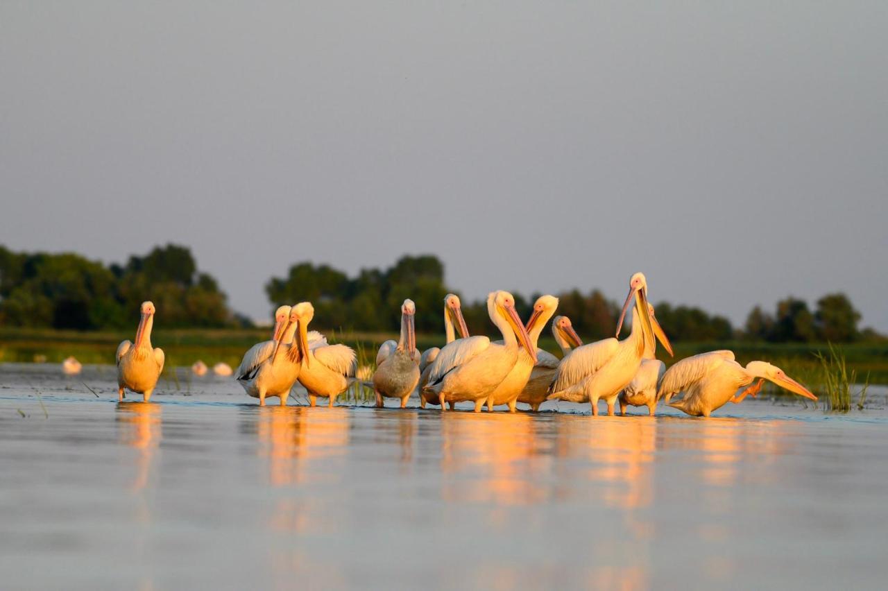 Danube Delta Hostel Homestay & Camping Суліна Екстер'єр фото